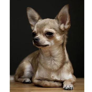 Tam Yuvarlak Elmas Nakış Chihuahua, 5D Elmas Boyama,Köpek Sevimli Hayvan Elmas Resim Rhinestones Ev Dekor