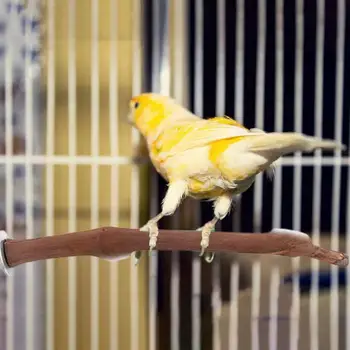 Doğal Ahşap Pet Papağan Ham Ahşap Çatal Ağaç Dalı Standı Raf Sincap Kuş Hamster Şube Tünemiş Çiğnemek ısırık Oyuncaklar Sopa 4